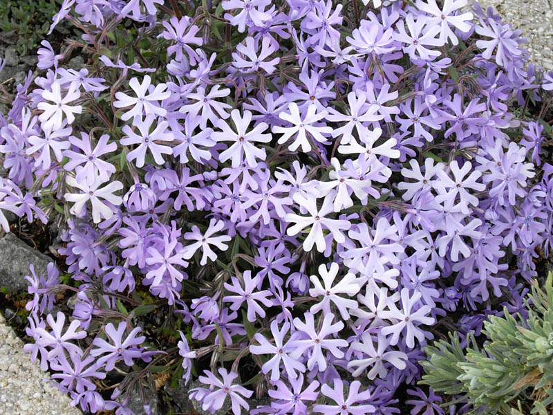 Phlox bifida photo